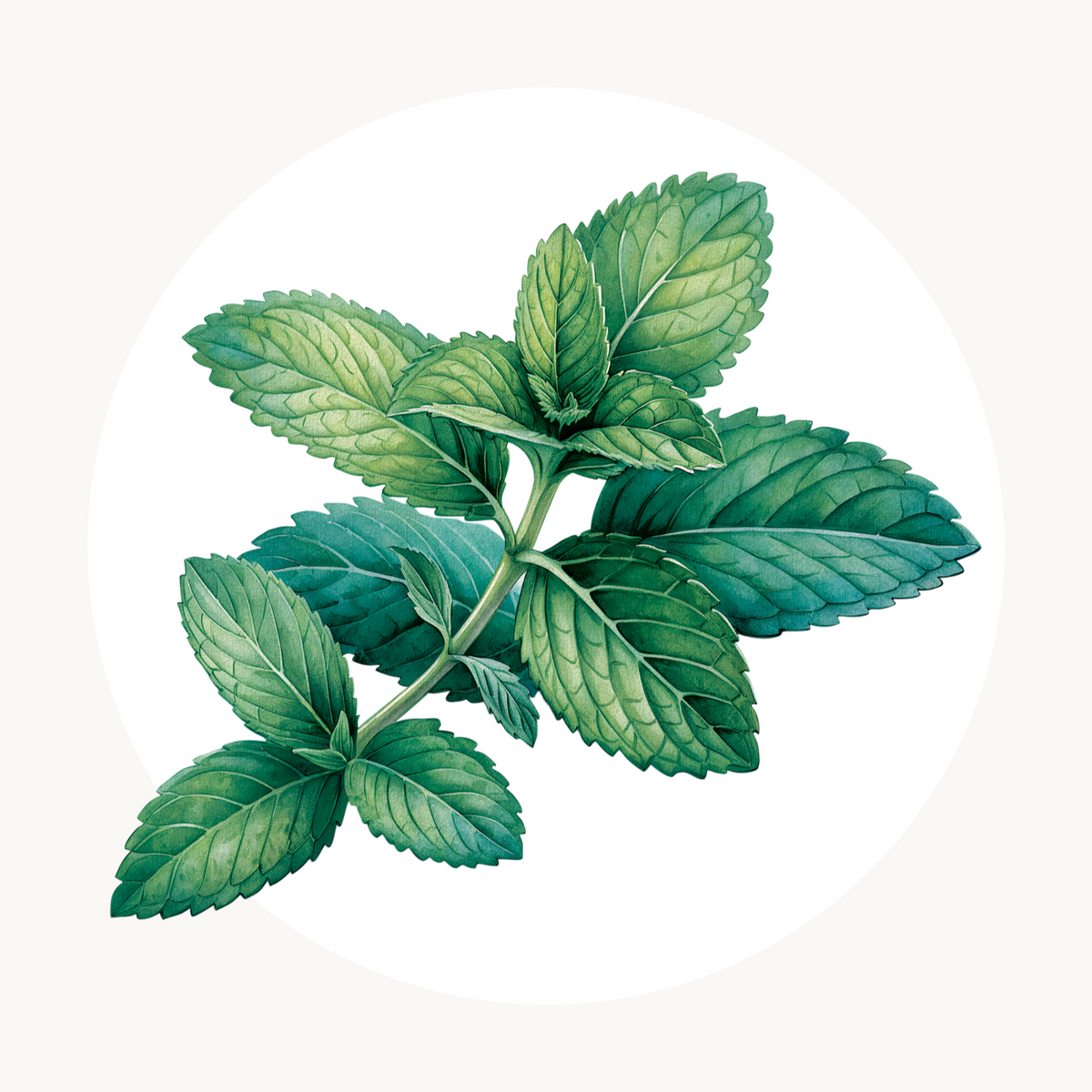 Vignette autres senteurs Miss Menthe